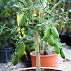 Red Finger Limes Tree Live Plant | 2.5–3 Ft Live Citrus Plant | Easy-to-Grow Citrus Tree for Home Gardens & Patios