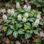 10 Allegheny Spurge Roots, Pachysandra Procumbens, Shady Groundcover for Erosion Control, Cold-Hardy Mountain Spurge