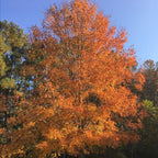 6 Willow Oak Tree Live Plant, Oak Trees Live for Planting 12–18 Inch Tall, Hardy Shade Trees for Gardens, Parks and Property Planting