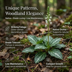 5 Rattlesnake Orchid Roots, Goodyera Pubescens, Low Maintenance Plant, Evergreen Perennial Orchid for Shady Gardens