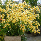 Oncidium Orchid Twinkle Live Plant, Fragrance Fantasy Oncidium Orchid Flower, Vibrant Blooming Houseplant for Indoor Decor, Home Office and Patio