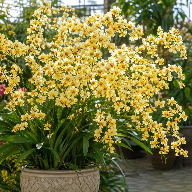 Oncidium Orchid Twinkle Live Plant, Fragrance Fantasy Oncidium Orchid Flower, Vibrant Blooming Houseplant for Indoor Decor, Home Office and Patio