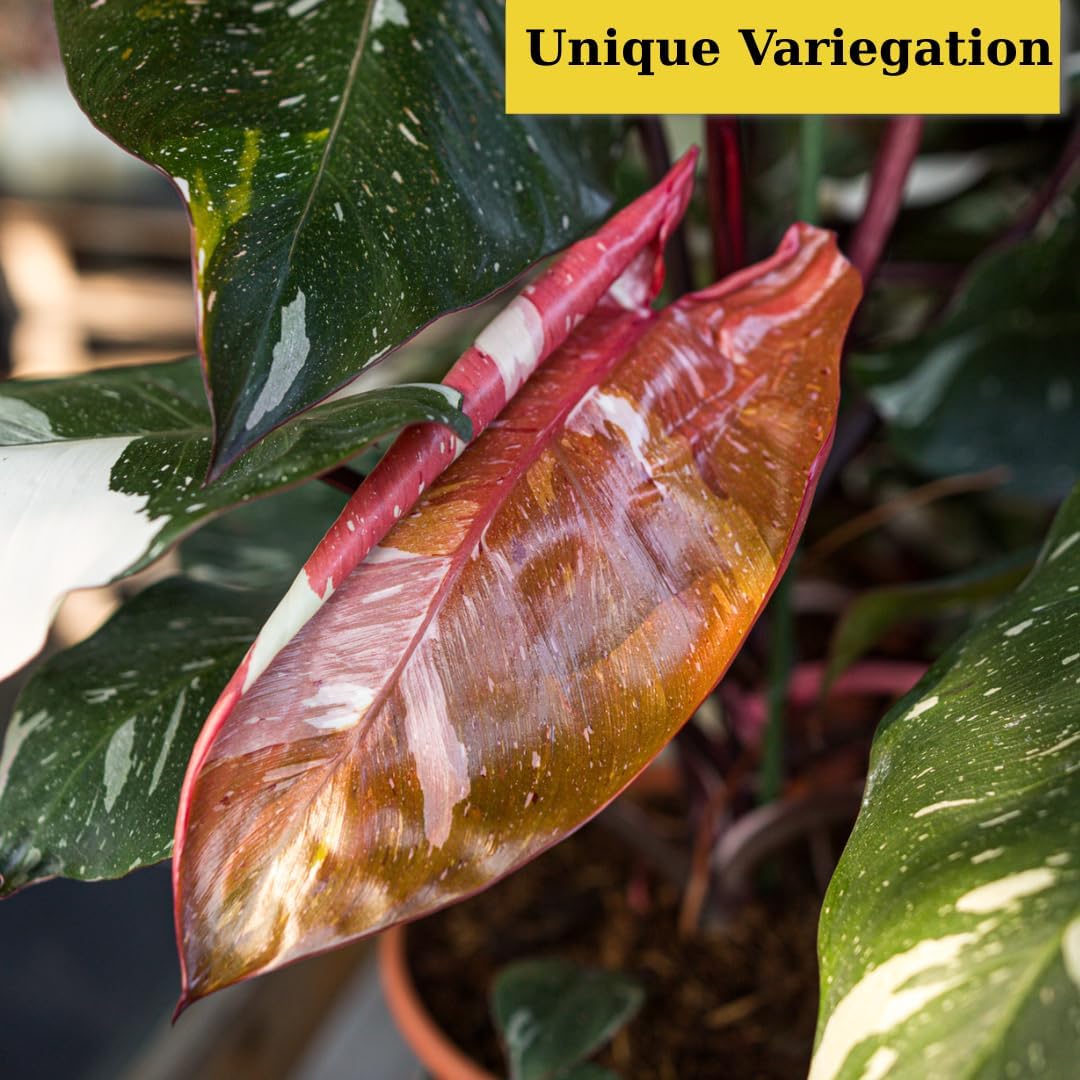 Tricolor Philodendron Plant Live | Size 3-4 Inc | Pot Not Included| Rare Indoor Houseplant | Variegated Leaves Philodendron Plant | Red, Pink, Green, and Creamy White Colors | Well Rooted