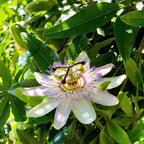 3 Purple Passiflora Incarnata Live Plants, 4-8 Inch Tall Maypop Live Plant, Fast Growing, Exotic Fragrant Passion Flower Vine for Garden Trellis & Outdoor Spaces