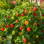 2 Habanero Pepper Plants Live, 2.5" Pot Live Pepper Plants, Fast Growing, Low Maintenance Chili Pepper for Backyard Kitchen Garden