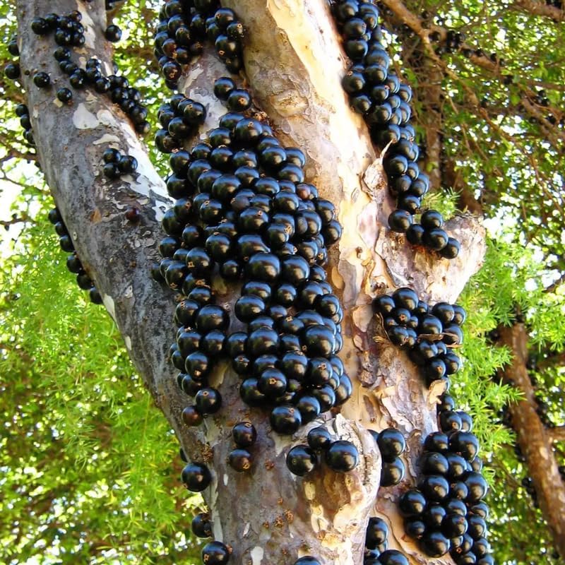 Live Jabuticaba Tree Live Plant | Jaboticaba Fruit Tree 2.5–3 Ft Tall Potted Plant | Hardy Fruit-Bearing Tree for Indoor or Outdoor Growing | No Ship to CA,HI,AK