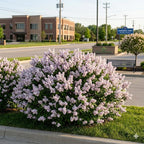 Miss Kim Lilac Shrub Live Plant, Starter Plant in Quart Pot, Cold Hardy, Fragrant Lilac Tree Ready to Plant for Outdoor Garden