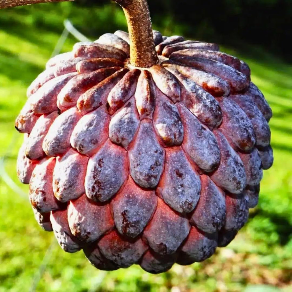 Live Red Sugar Apple Tree for Planting | 2.5–3 Ft Tropical Fruit Plant with Bright Red, Sweet, Creamy Fruits | Ideal for Patio, Backyard, Container, or Home Garden Growing | No Ship to CA,HI,AK