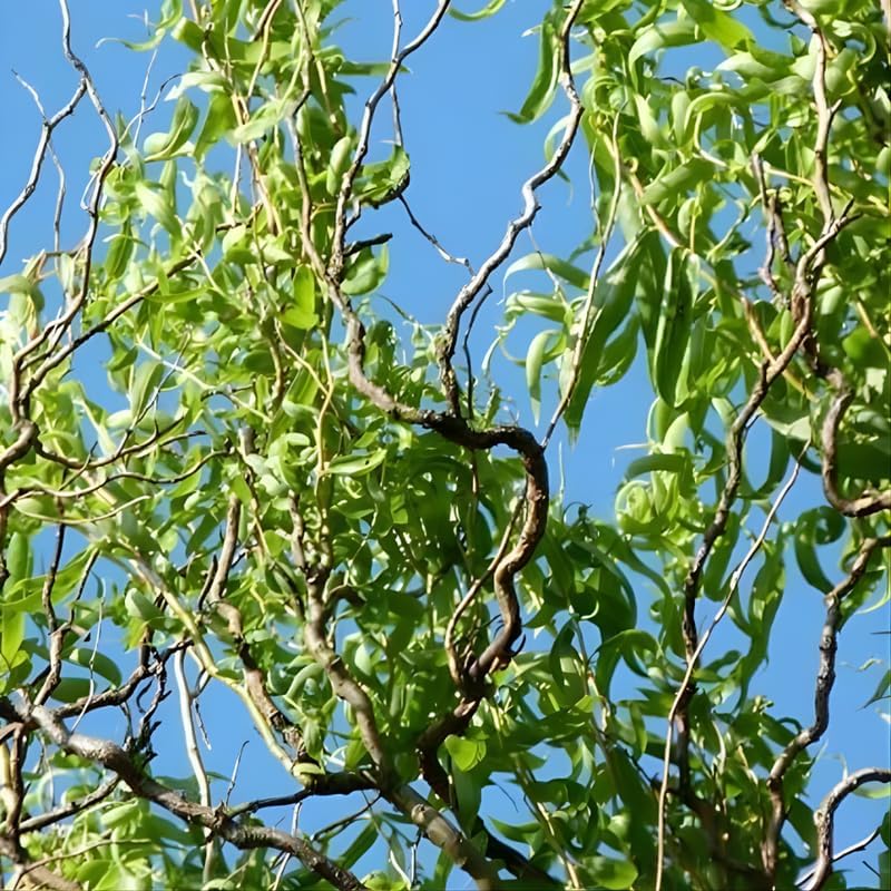 2 Curls Corkscrew Willow Live Plants | 1-2 Feet Tall Bare Root Seedlings | Salix Matsudana Curly Willow | Fast-Growing Trees for Backyard and Patio