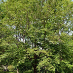 5 Black Locust Native Live Plants – Fast-Growing Outdoor Trees | 6–12 Inch Tall | Fragrant Spring Flowers