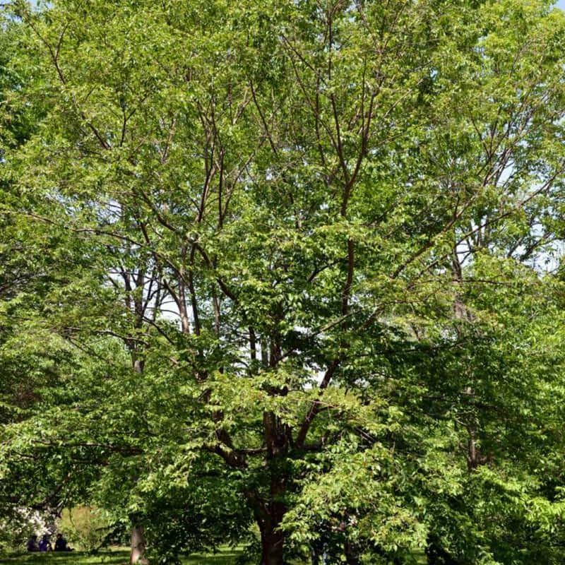 5 Black Locust Native Live Plants – Fast-Growing Outdoor Trees | 6–12 Inch Tall | Fragrant Spring Flowers