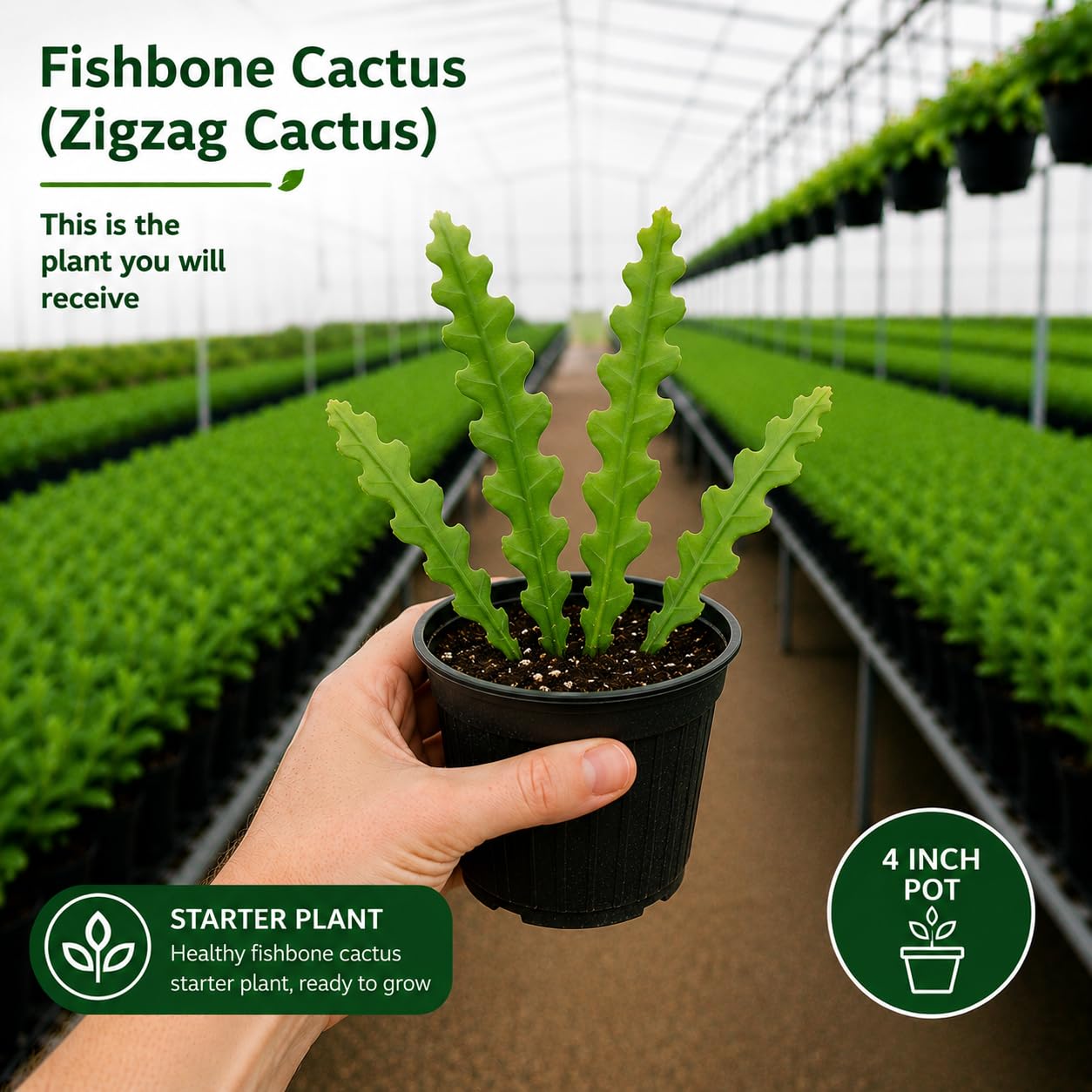 2 Zigzag Fishbone Cactus Plant in 3" Pot, Well-Rooted, Exotic Hanging Succulent, Fragrant Night-Blooming Flowers, Ideal for Home and Office Décor