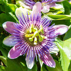 2 Count Purple Passion Flower Vine Live Plant | Maypop Plant | Passiflora Incarnata Live Plant | 4 to 8 Inch Tall | Well-Rooted for Home & Garden