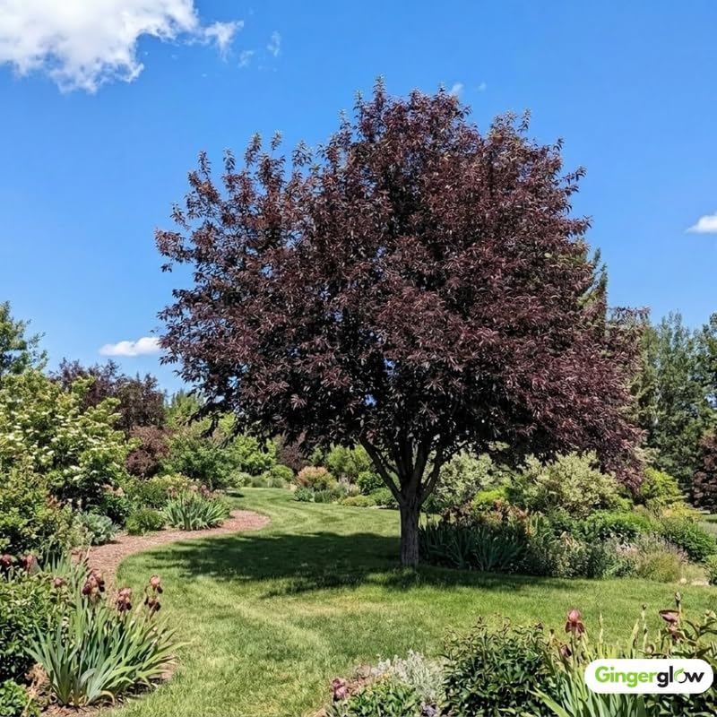 Red Choke Cherry Tree Live Plant, 2.5 Inch Pot, Prunus virginiana, Cold Hardy Chokecherry Plant, Fast Growing, Decorative Landscape Tree for Yard, Garden & Outdoor Spaces, Ready to Plant