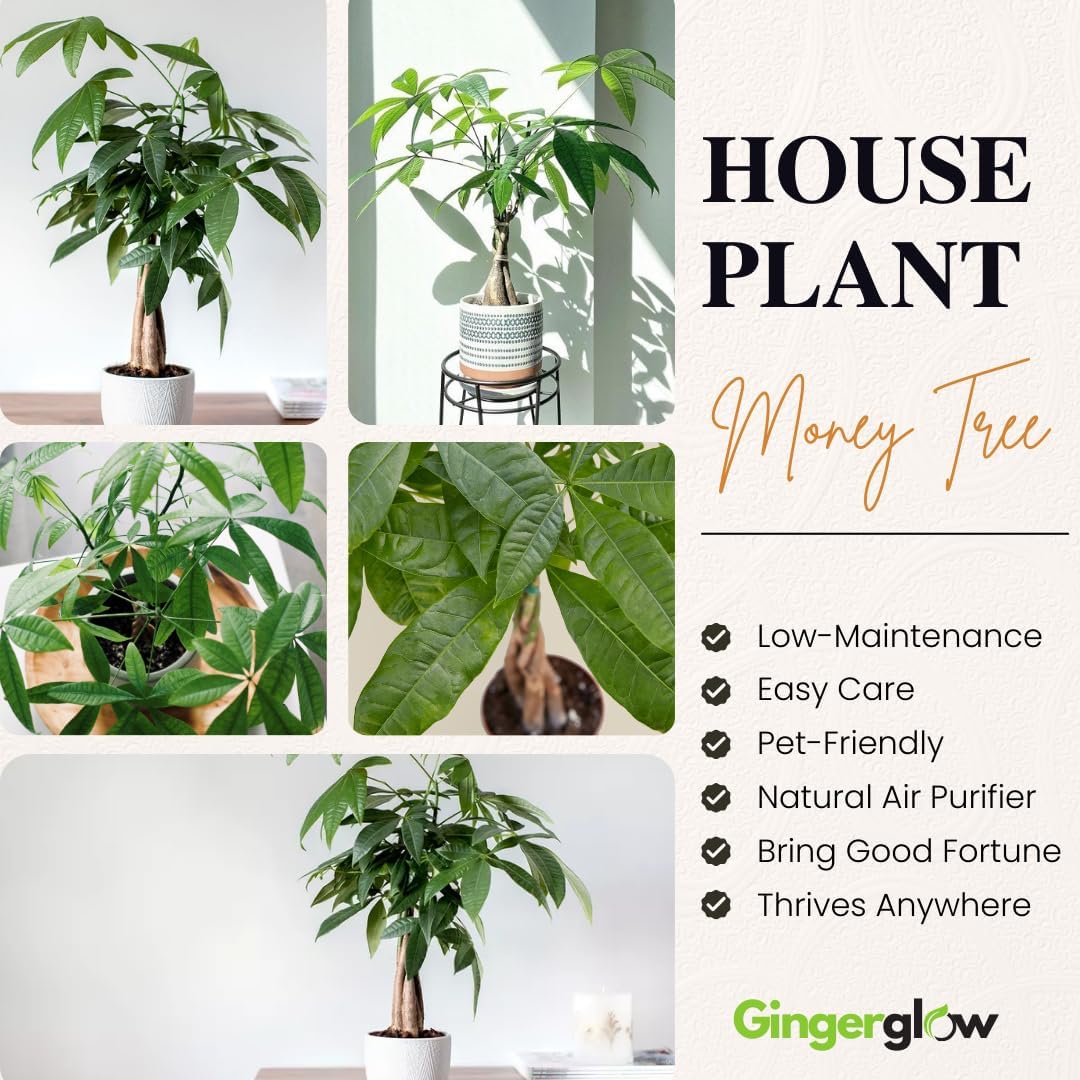 Money Tree Plant Indoor, 4" Potted Plant, Easy Care Indoor Greenery, Braided Tropical Foliage for Desks and Bright Spaces