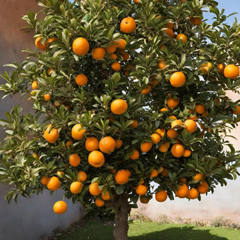 (No Ship to CA,HI,AK) Kishu Mandarin Oranges Tree Live Plant | 1 Gallon Live Potted Citrus Tree | Sweet Juicy Fruit for Cooking Juicing & Home Gardening