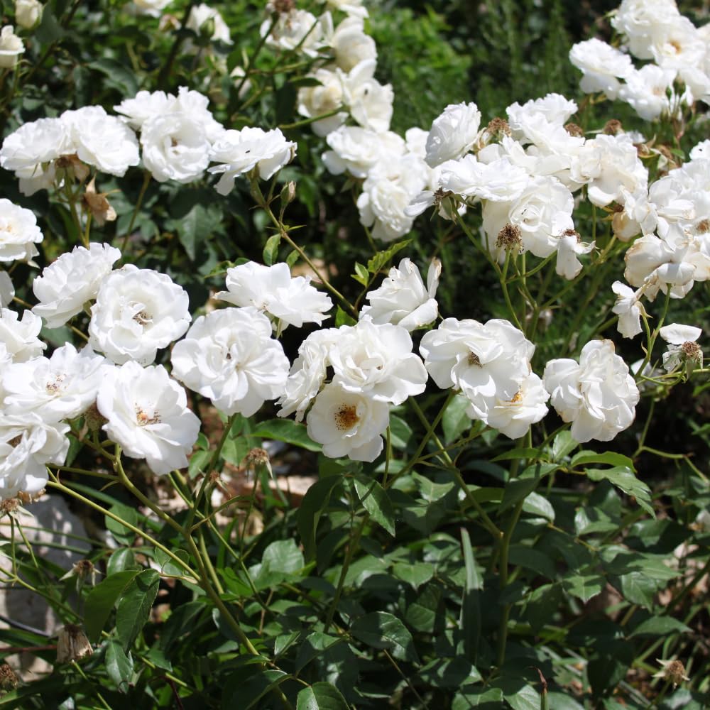 Pink Climbing Roses Live Plant 10-14" Tall in Large Pot, Heirloom Climbing Rose Bush, Fragrant High-Yielding Perennial Flowering Vine for Trellis & Fence