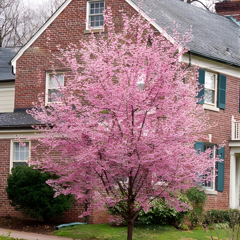 2 Live Autumn Alice Cherry Trees | 8-12 Inch Bare Root Live Seedlings | Fast-Growing Ornamental Flowering Shrub | Robust Well-Rooted Plants