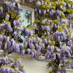 2 Purple Wisteria Tree in 2.5 Inch Pot, Amethyst Wisteria 12-18 Inch Tall, Well - Rooted Purple Flowering Tree, Long Trailing Lavender Purple Flowers