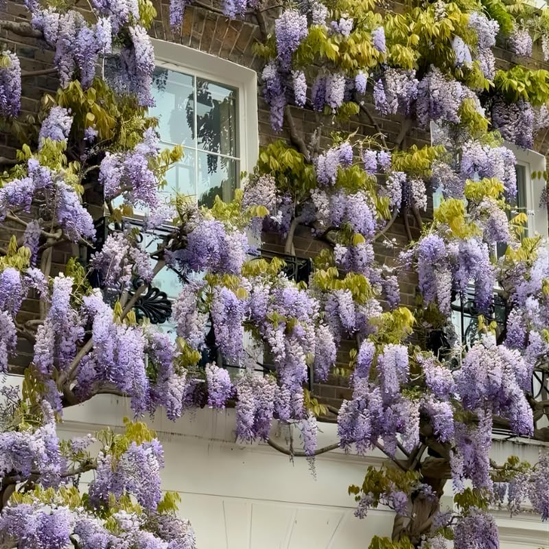 2 Purple Wisteria Tree in 2.5 Inch Pot, Amethyst Wisteria 12-18 Inch Tall, Well - Rooted Purple Flowering Tree, Long Trailing Lavender Purple Flowers