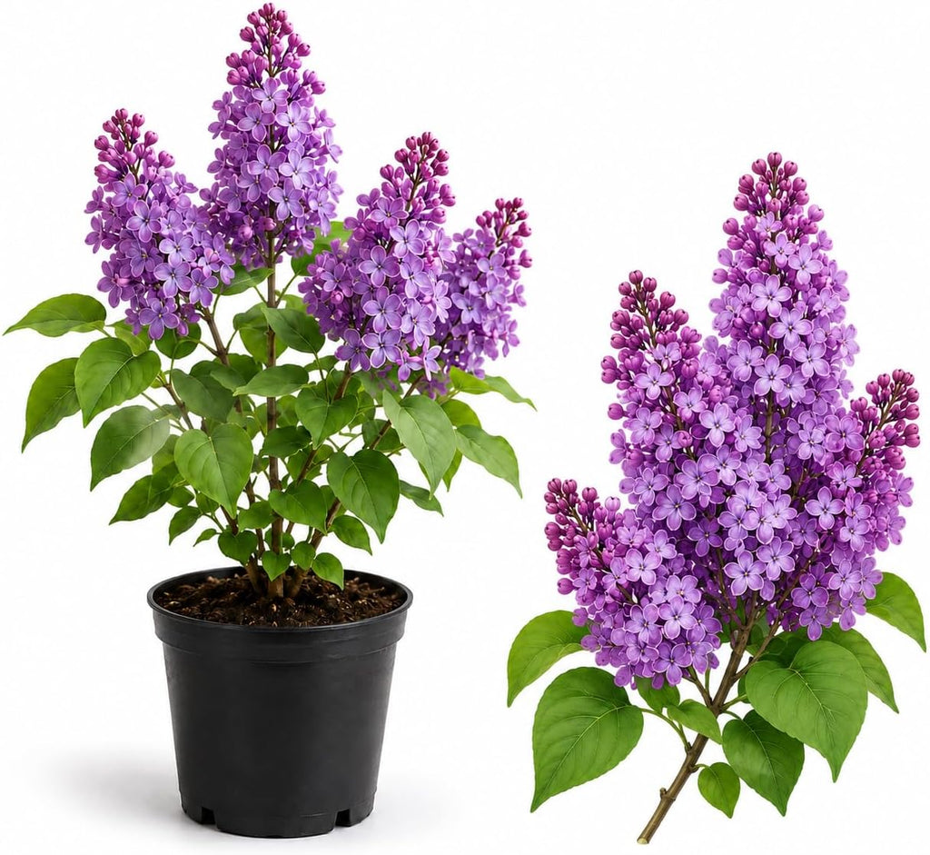 Purple Lilac Bush Live Plant, 8-12" Tall in Medium Size Pot, Fragrant Lilac Tree, Cold Hardy, Low Maintenance, Ready to Plant for Outdoor Garden