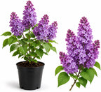 Purple Lilac Bush Live Plant, 8-12" Tall in Medium Size Pot, Fragrant Lilac Tree, Cold Hardy, Low Maintenance, Ready to Plant for Outdoor Garden