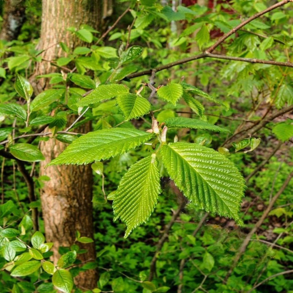 Live American Elm Native Trees 6-12 Inc | Fast-Growing Elm Tree for Boundary Rows & Garden Landscaping | Easy-to-Grow Outdoor Tree