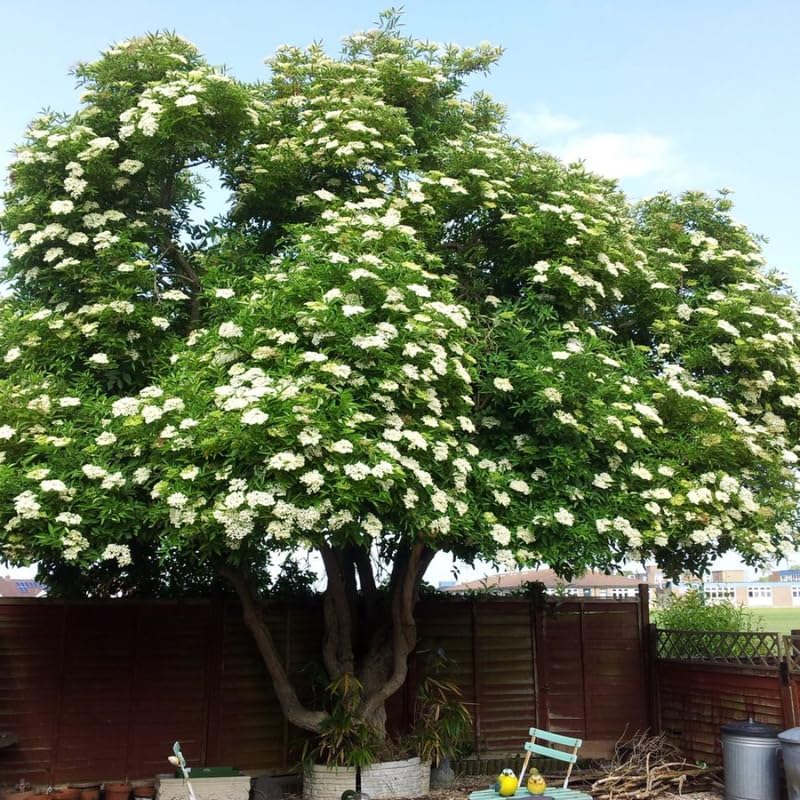 2 Elderberry Live Plants | 8-12 Inches Bare Root Rooted Cuttings | Black Sambucus Deciduous Fruit Shrub | Well-Rooted for Outdoor Garden and Landscape