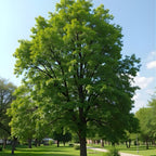 Live Siberian Elm Trees 6-12 Inc | Fast-Growing Elm Tree for Privacy Screens, Boundary Rows & Garden Landscaping | Easy to Grow