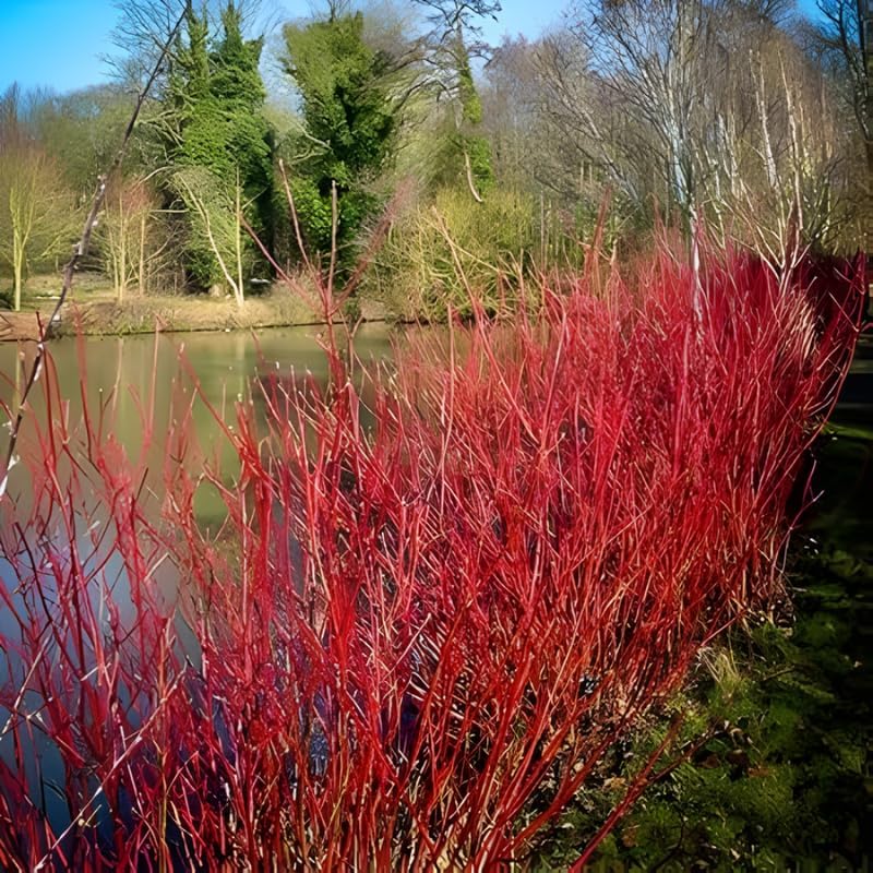 10 Red Osier Dogwood Live Plants | 1-2ft Bare Root Seedlings | Fast Growing Native Shrub | White Spring Blooms and Red Winter Bark for Gardens