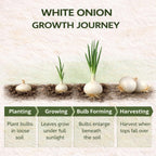 100 Red Onion Bulbs for Planting, Non-GMO, High Yield Onion Sets, Fast-Growing Vegetable Bulbs for Outdoor Gardens, Raised Beds & Containers