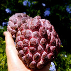 Red Sugar Apple Live Plants | 2.5–3 Feet Tall Well-Rooted Annona squamosa Tree | Easy-Grow Tropical Fruit Tree for Outdoor Gardens, Patios, and Containers | No Ship to CA,HI,AK