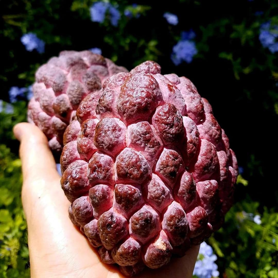 Red Sugar Apple Live Plants | 2.5–3 Feet Tall Well-Rooted Annona squamosa Tree | Easy-Grow Tropical Fruit Tree for Outdoor Gardens, Patios, and Containers | No Ship to CA,HI,AK