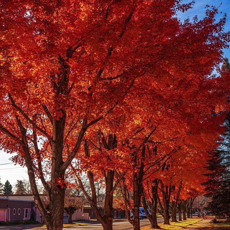 10 Black Gum Native Tree Live Seedling 1–2 Ft | Sweet Gum Outdoor Tree for Yard & Garden Planting | Hardy Shade Tree with Brilliant Fall Foliage | Ideal for Landscaping, Parks & Home Gardens