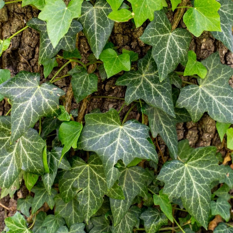 Baltic Ivy Live Plant in Pot, Cold-Hardy Hedera Helix Sub Zero, Fast-Growing Evergreen Ivy Vines & Ground Cover for Indoor or Outdoor Use
