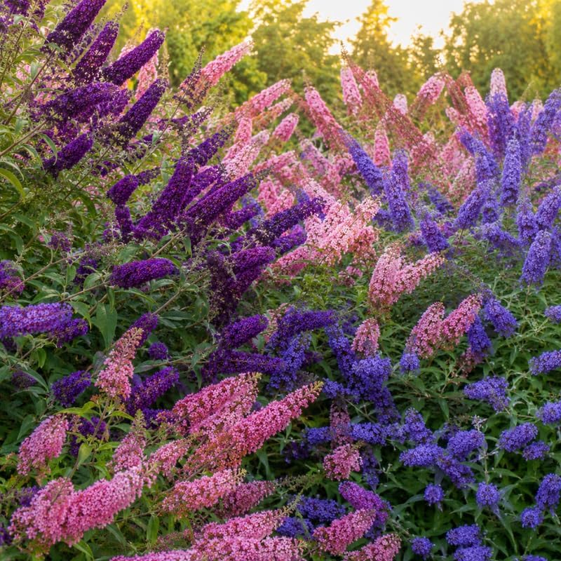 3 Assorted Butterfly Bush Live Plant, Buddleia Plant in 4-6" Tall, Grow Robust Mixed Blooms for Borders, Wildlife & Outdoor Landscapes