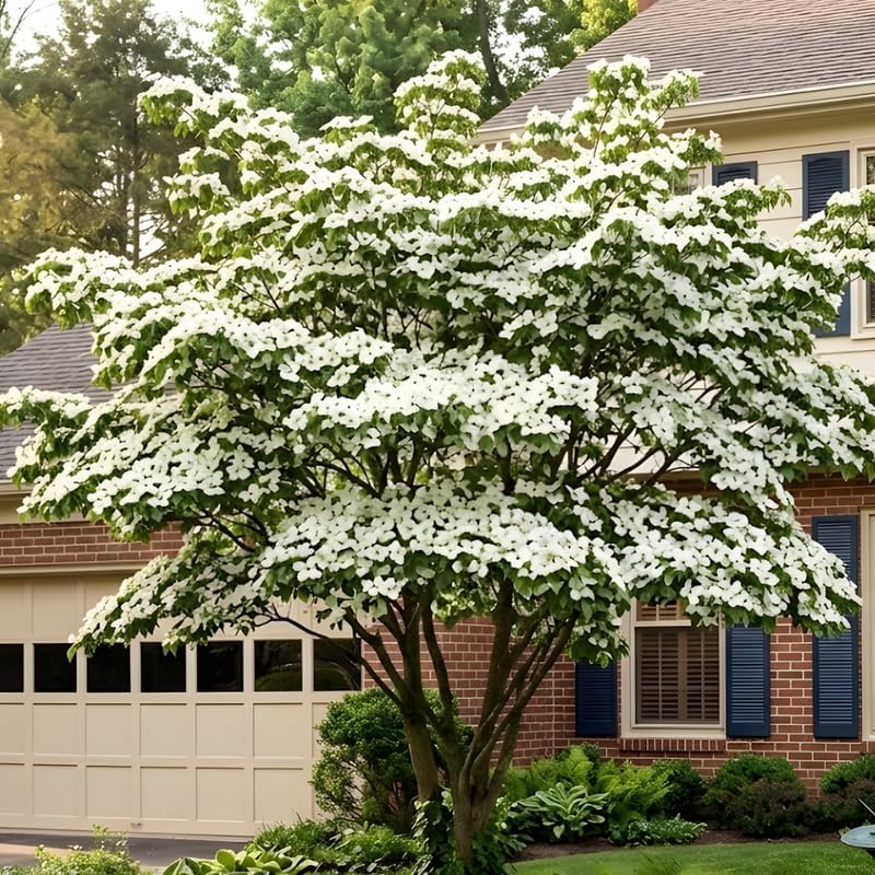 Kousa Japanese Dogwood Tree Live Plant, 12-18 Inch Tall in Quart Pot, White Flowering Ornamental Tree, Cold-Hardy Flowering Shrub for Sun or Shade