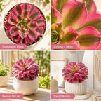 Aeonium Wink Witch Live Succulent, 4" Pot, Fully Rooted Succulent Live, Low Maintenance, Drought Tolerant Houseplant, Ideal for Home, Desks, Patios & Gifts