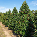 2 Foster Holly Tree Live Plant in 2.5-Inch Pot |Fast Growing Shrubs for Privacy Hedge | Robust Well-Rooted Plant for Year-Round Garden