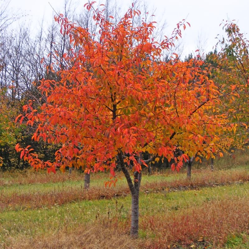 5 Live Sweet Gum Plants – 6–12 Inch Tall | Hardy Native Trees for Outdoor Planting | Fast-Growing Shade Trees