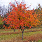 5 Live Sweet Gum Plants – 6–12 Inch Tall | Hardy Native Trees for Outdoor Planting | Fast-Growing Shade Trees