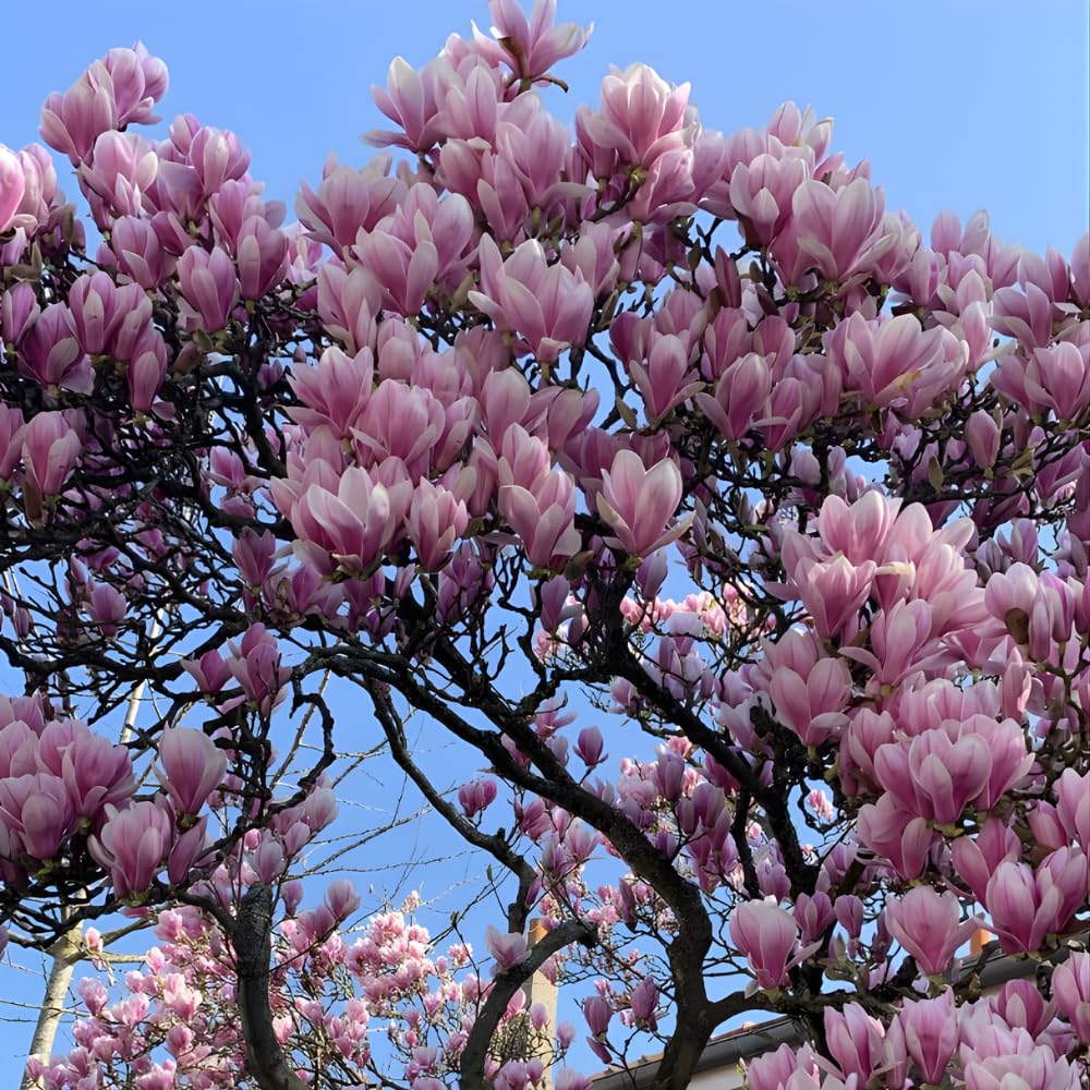 Ann Magnolia Tree Live Plant, 12-18" Potted Plant in 2.5" Pot, Cold-Hardy Early Spring Blooming Tree for Backyard and Garden Rows