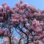 Ann Magnolia Tree Live Plant, 12-18" Potted Plant in 2.5" Pot, Cold-Hardy Early Spring Blooming Tree for Backyard and Garden Rows