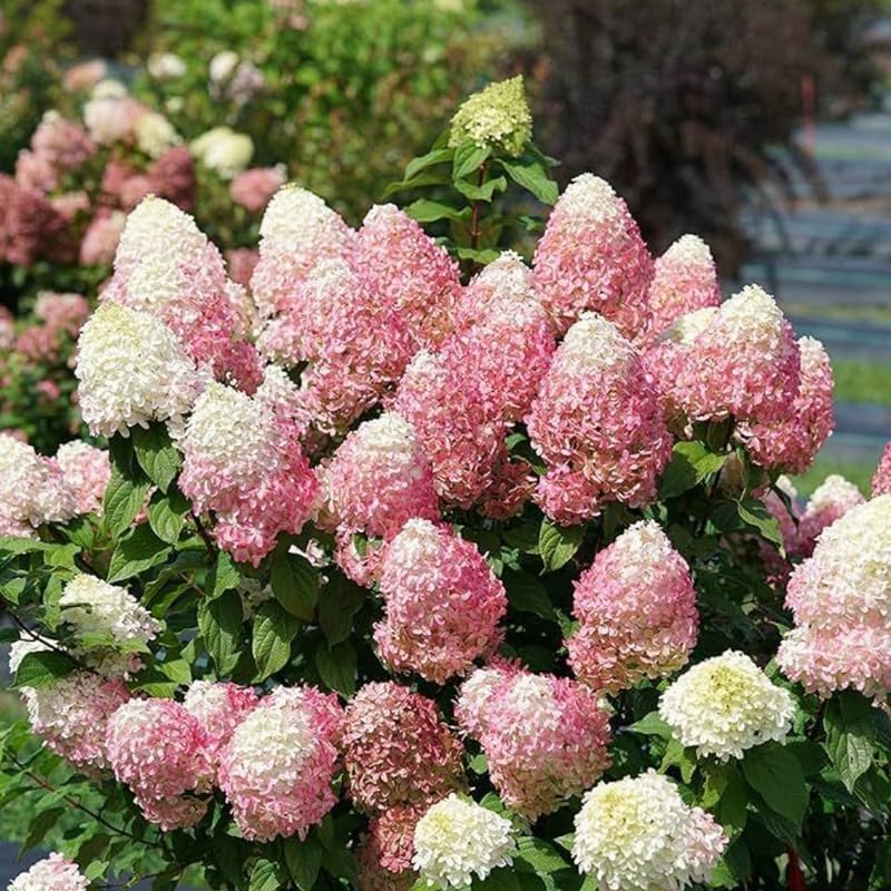 2 Hardy Pee Gee Hydrangea Live Plants | 1-2 Feet Tall Bare Root Seedlings | Paniculata Flowering Shrub | Fast-Growing Tree