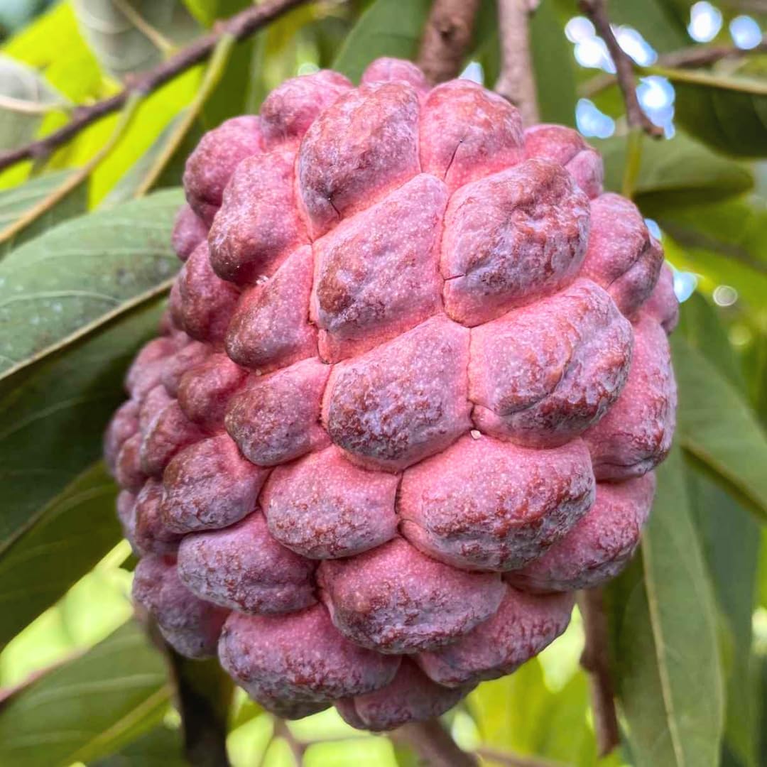 Red Sugar Apple Tree Live Plant | 2.5–3 Ft Tropical Fruit Tree | Perfect for Home Gardens, Patios, and Container Growing | No Ship to CA,HI,AK