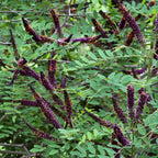 False Indigo Bush Live Plant 6-12 Inch | Amorpha fruticosa | Hardy Flowering Shrub with Deep Purple Spikes | Ideal for Pollinator Gardens & Landscapes