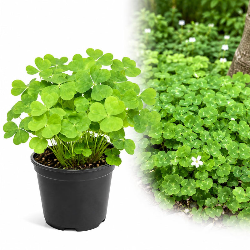 False Shamrock Plant 10-12" Tall in Gallon Pot, Well Rooted Green Oxalis Plant Live, Easy Care, Shade Loving Perennials for Window Boxes and Patios