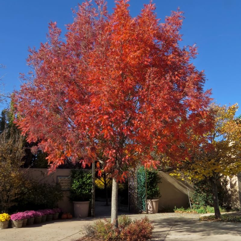 2-Pack Chinese Pistachio Live Bare Root Seedlings | 12-24" Rooted Cuttings | Drought-Tolerant Native Alternative Shade Tree