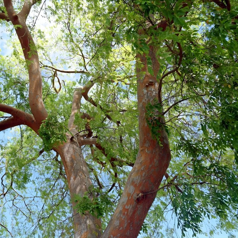 10 Chinese Elm Trees for Planting | Fast-Growing Cold Hardy Elm Tree for Landscaping | 1-2 Ft Tall Live Tree for Yard, Garden & Windbreaks