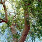 10 Chinese Elm Trees for Planting | Fast-Growing Cold Hardy Elm Tree for Landscaping | 1-2 Ft Tall Live Tree for Yard, Garden & Windbreaks